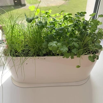 Stylish Torfican 5 Set Window Planter Box Set - Customizable