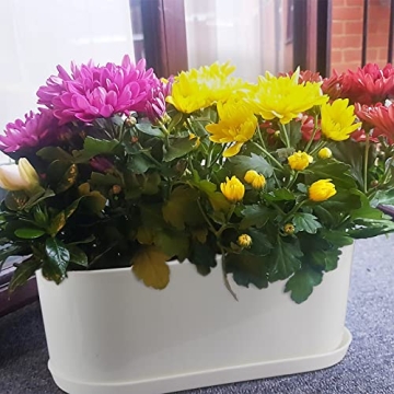 Stylish Torfican 5 Set Window Planter Box Set - Customizable