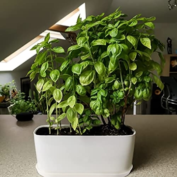 Stylish Torfican 5 Set Window Planter Box Set - Customizable