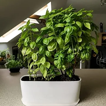 Stylish Torfican 5 Set Window Planter Box Set - Customizable