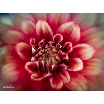 Lensbaby Sol 22 for Micro 4/3