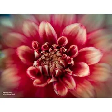 Lensbaby Sol 22 for Micro 4/3