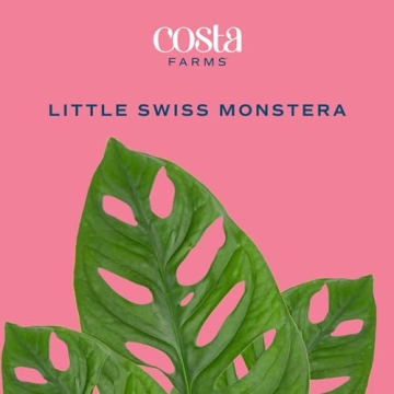 Costa Farms Little Monstera Indoor Plant, Easy Care