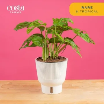 Costa Farms Little Monstera Indoor Plant, Easy Care