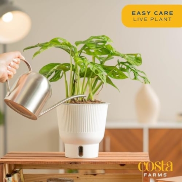 Costa Farms Little Monstera Indoor Plant, Easy Care