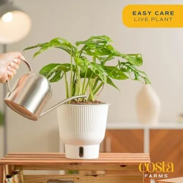 Costa Farms Little Monstera Indoor Plant, Easy Care