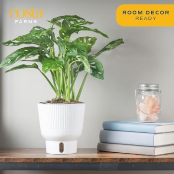 Costa Farms Little Monstera Indoor Plant, Easy Care
