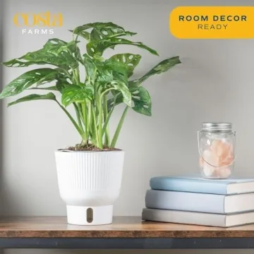 Costa Farms Little Monstera Indoor Plant, Easy Care