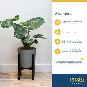 Costa Farms Little Monstera Indoor Plant, Easy Care