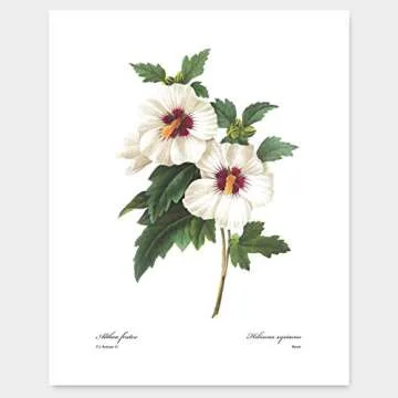 White Flower Art Vintage Floral Prints - Set of 6 Unframed