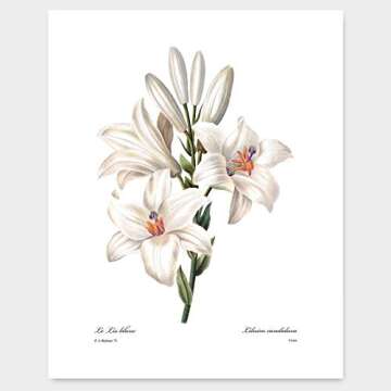 White Flower Art, French Botanical Prints - Vintage Floral Decor, Summer Wall Art, Hibiscus, Redoute Rose, Peony, Lily, Camellia, Tuberose - Set of 6, Unframed