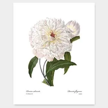 White Flower Art Vintage Floral Prints - Set of 6 Unframed