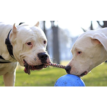 Durable Jolly Pets Romp-n-Roll Dog Toy for Medium Dogs