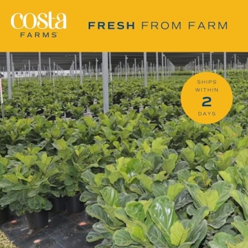 Costa Farms Fiddle-Leaf Fig 36 to 48 Inches Tall Indoor Plant