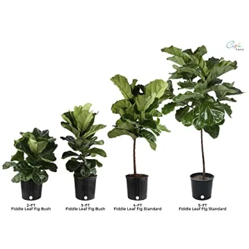 Costa Farms Fiddle-Leaf Fig 36 to 48 Inches Tall Indoor Plant