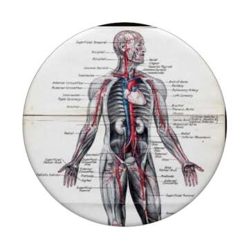 Medical Nursing Student Anatomy Chart PopSockets PopGrip: Swappable Grip for Phones & Tablets PopSockets Adhesive PopGrip