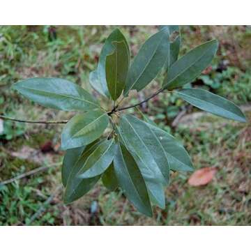 20 Sweetbay Magnolia Tree Seeds for Planting - Magnolia virginiana Northern