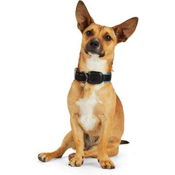 Reddy LED Dog Collar