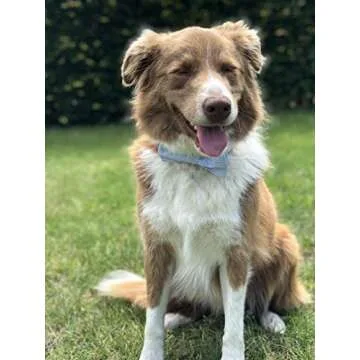 Unique Style Paws Pet Soft &Comfy Bowtie Dog Collar and Cat Collar Pet Gift for Dogs and Cats 6 Size and 7 Patterns