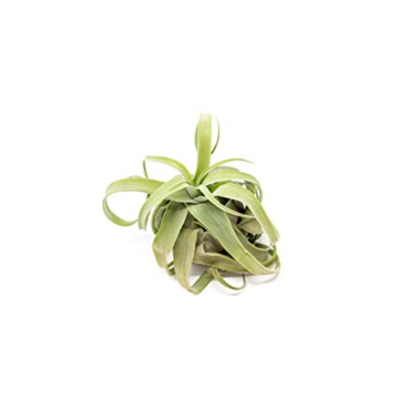 Medium Air Plants Streptophylla - Live Tillandsia Succulent House Plants - Easy Care Indoor and Outd...