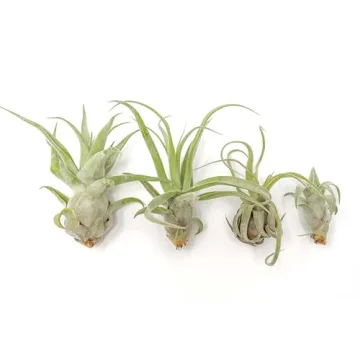 Medium Air Plants Streptophylla - Easy Care Live Plants