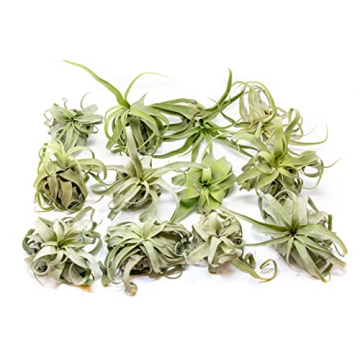 Medium Air Plants Streptophylla - Easy Care Live Plants