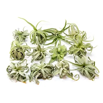 Medium Air Plants Streptophylla - Easy Care Live Plants