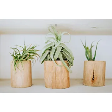 Medium Air Plants Streptophylla - Easy Care Live Plants