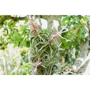 Medium Air Plants Streptophylla - Easy Care Live Plants