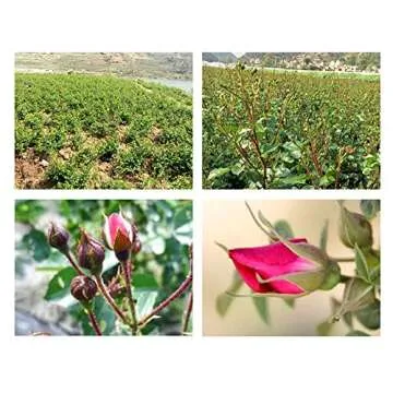 TooGet Flower Petals and Buds Variety Rose 4 Bags Includes Rose Petals Rose Buds Rosa Damascena Golden-Rim Rose Green Tea Bulk Flower to Make Botanical Oil for Kinds of Crafts