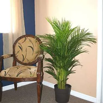 Costa Farms Areca Butterfly Palm Tree, Live Indoor Plant, 3 to 4-Feet Tall, Ships in Grow Pot, Fresh From Our Farm, Excellent Gift