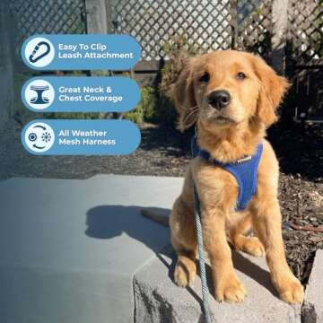 Voyager Step-in Air Dog Harness - All Weather Mesh, Reflective, No Pull Harness for Small, Medium Dogs, Cats - Secure with Hook & Loop Fastener, Buckle, Double D-Rings - Royal Blue, M