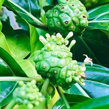 PURE FIJI Body Lotion Hydrating - Moisturizing Lotion for Dry Skin with Coconut Milk and Vitamin E, Organic Body Lotion For Women and Men, Noni Scent, 12 oz