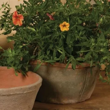 HomArt Rustic Terra Cotta Oval Pot Decorative Planter