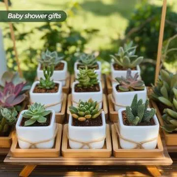 T4U Small White Succulent Planter Pots Set of 6