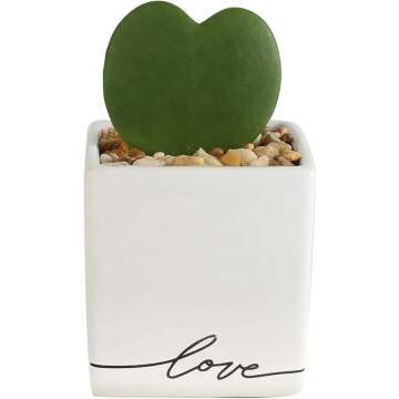 Hoya Heart Plant in Modern Love Planter 5-Inch