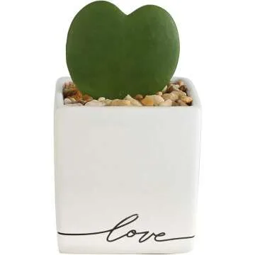 Hoya Heart Plant in Modern Love Planter 5-Inch