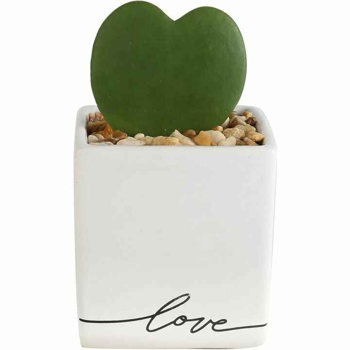 Hoya Heart Plant in Modern Love Planter 5-Inch