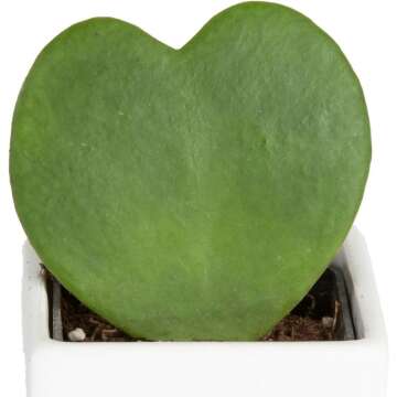 Hoya Heart Plant in Modern Love Planter 5-Inch