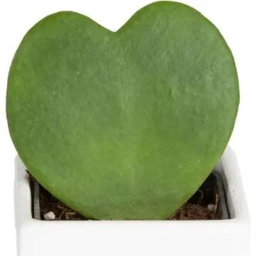 Hoya Heart Plant in Modern Love Planter 5-Inch