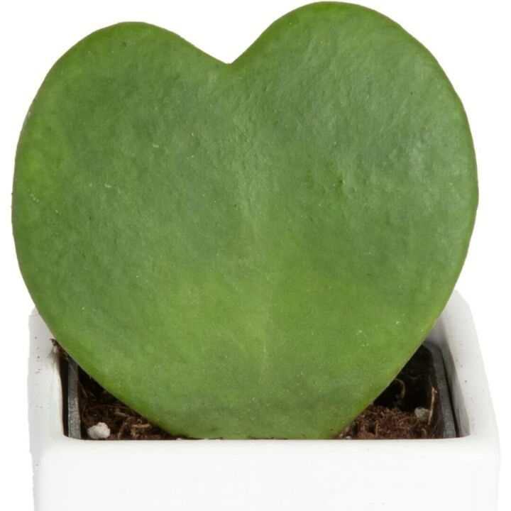 Hoya Heart Plant in Modern Love Planter 5-Inch