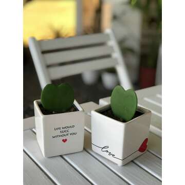 Hoya Heart Plant in Modern Love Planter 5-Inch