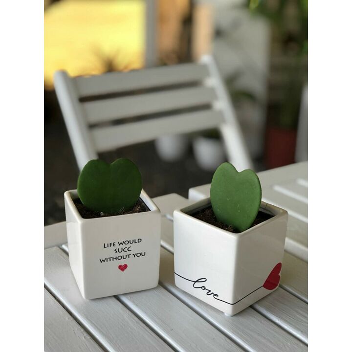 Hoya Heart Plant in Modern Love Planter 5-Inch