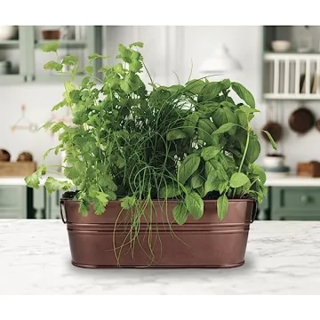 BUZZY Organic Windowsill Grow Kit Fresh Herbs Gardening