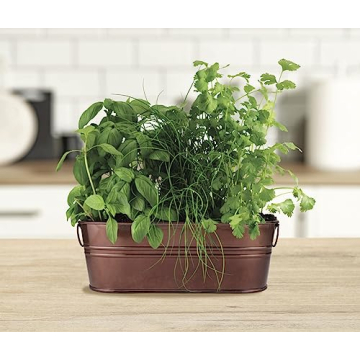 BUZZY Organic Windowsill Grow Kit Fresh Herbs Gardening
