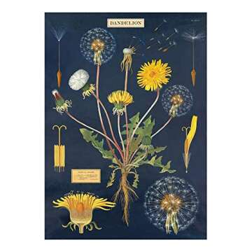 Cavallini Decorative Paper - Dandelion Chart 20"x28" Sheet Decorative Paper - Dandelion Chart 20"x28" Sheet