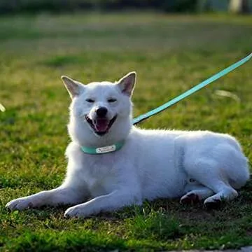 Didog Soft Leather Padded Custom Dog Collar and Leash Set with Personalized Engraved Nameplate,Fit Small Medium Dogs,Blue,S Size