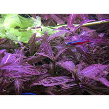 CO2 Art PRO-SE Dual Stage Aquarium Regulator with Solenoid