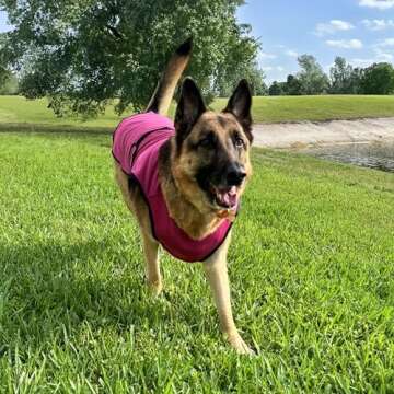 DOGZSTUFF Dog Cooling Vest. Lightweight Jacket with Evaporative Cool Microfiber Technology, UV Protection Shirt for Beach, Sizing for Small, Medium and Large Dogs (M, Rose Pink)