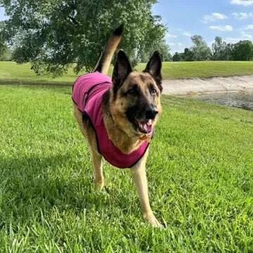 DOGZSTUFF Dog Cooling Vest. Lightweight Jacket with Evaporative Cool Microfiber Technology, UV Protection Shirt for Beach, Sizing for Small, Medium and Large Dogs (M, Rose Pink)